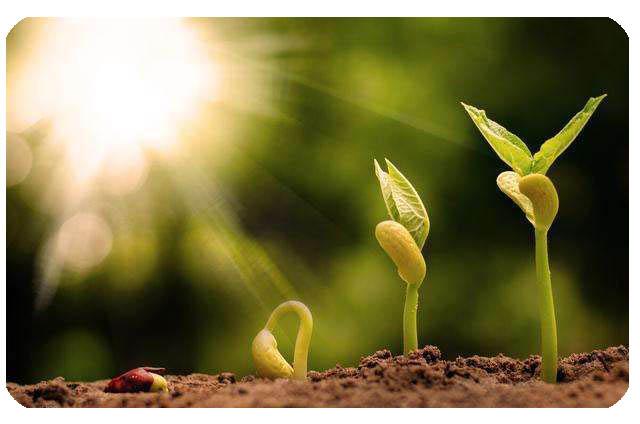 Fleur de Vie - Ensemble de Bols Chantants en Cristal de Quartz avec Maillet et Joints Toriques gratuits en quartz de haute pureté 11
